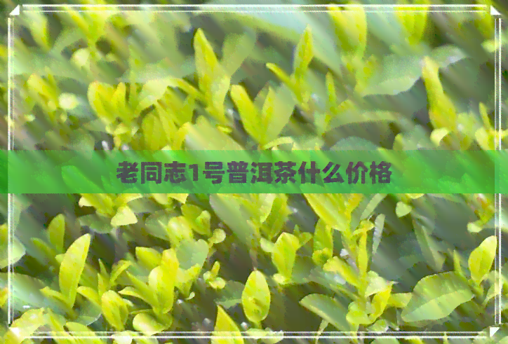 老同志1号普洱茶什么价格