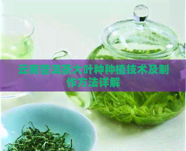 云南普洱茶大叶种种植技术及制作方法详解