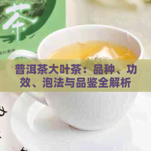 普洱茶大叶茶：品种、功效、泡法与品鉴全解析