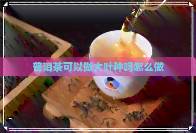 普洱茶可以做大叶种吗怎么做