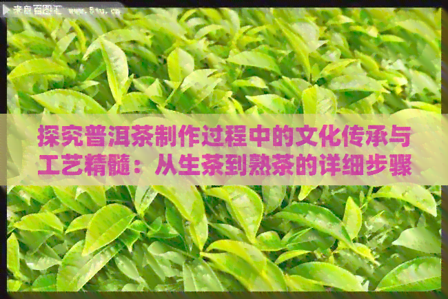 探究普洱茶制作过程中的文化传承与工艺精髓：从生茶到熟茶的详细步骤详解