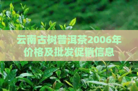 云南古树普洱茶2006年价格及批发促销信息