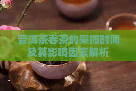 普洱茶春茶的采摘时间及其影响因素解析