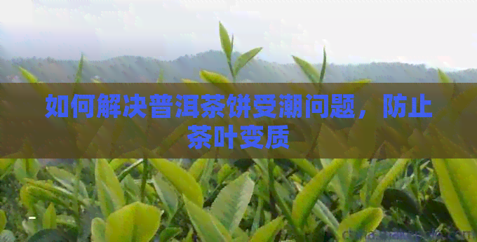 如何解决普洱茶饼受潮问题，防止茶叶变质