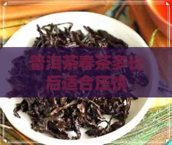 普洱茶春茶多长后适合压饼