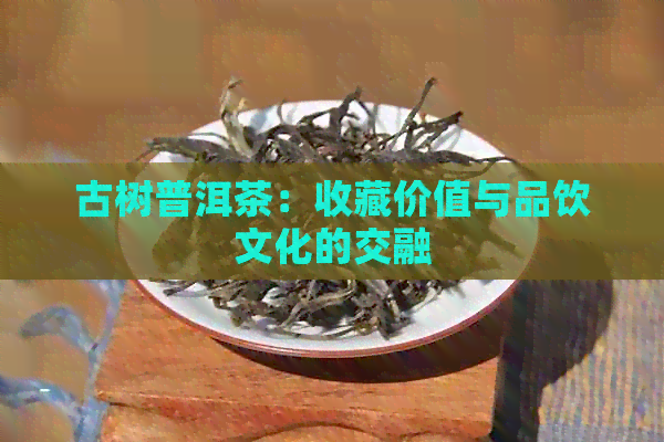 古树普洱茶：收藏价值与品饮文化的交融