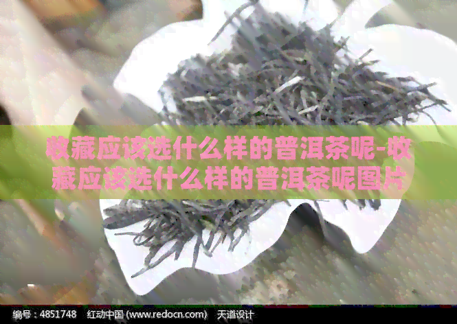 收藏应该选什么样的普洱茶呢-收藏应该选什么样的普洱茶呢图片