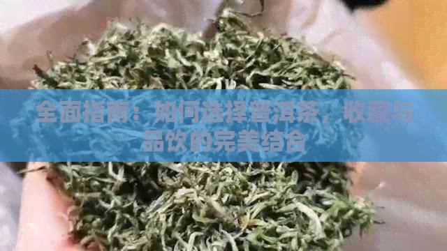 全面指南：如何选择普洱茶，收藏与品饮的完美结合