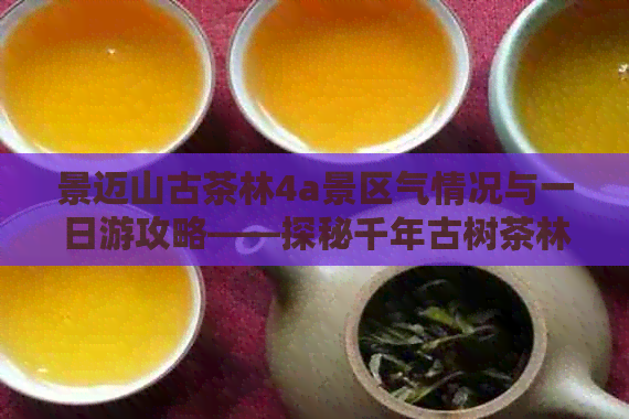 景迈山古茶林4a景区气情况与一日游攻略——探秘千年古树茶林之美