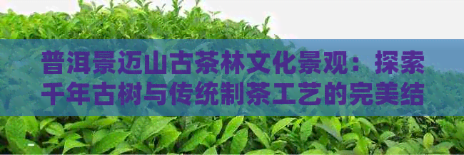 普洱景迈山古茶林文化景观：探索千年古树与传统制茶工艺的完美结合