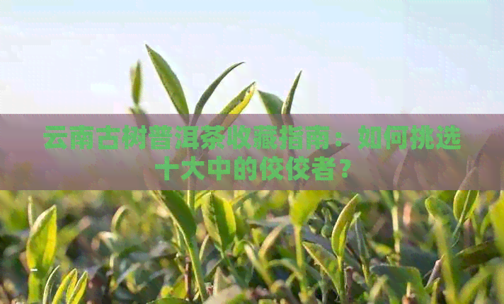 云南古树普洱茶收藏指南：如何挑选十大中的佼佼者？