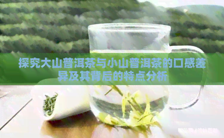 探究大山普洱茶与小山普洱茶的口感差异及其背后的特点分析