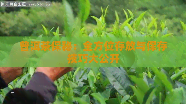 普洱茶保秘：全方位存放与保存技巧大公开