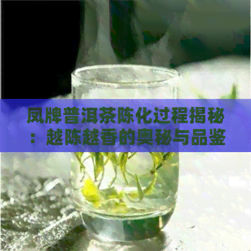 凤牌普洱茶陈化过程揭秘：越陈越香的奥秘与品鉴技巧