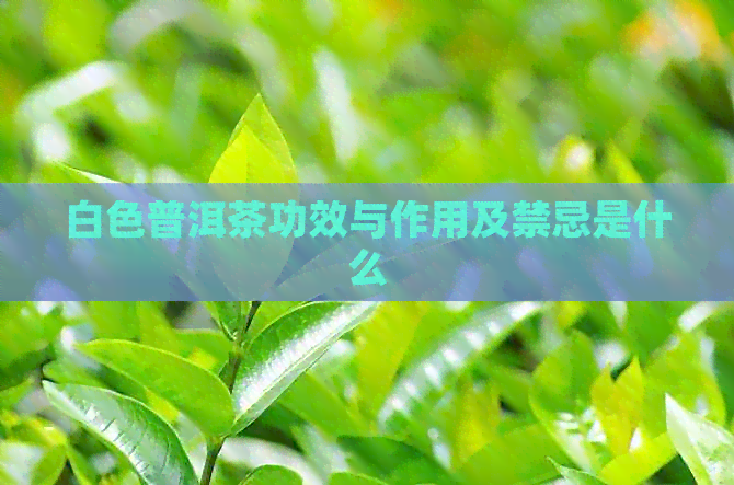 白色普洱茶功效与作用及禁忌是什么