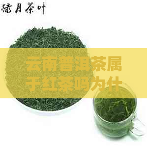 云南普洱茶属于红茶吗为什么