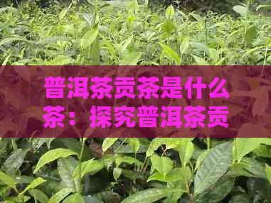 普洱茶贡茶是什么茶：探究普洱茶贡茶的种类和特色