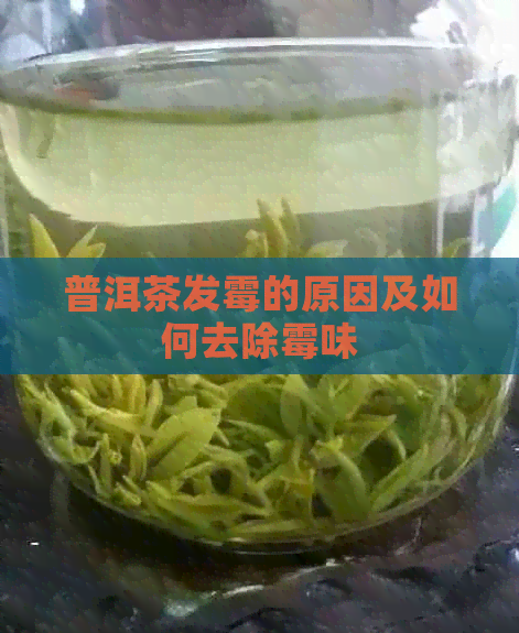 普洱茶发霉的原因及如何去除霉味