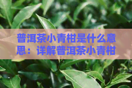 普洱茶小青柑是什么意思：详解普洱茶小青柑的功效、作用及制作方法