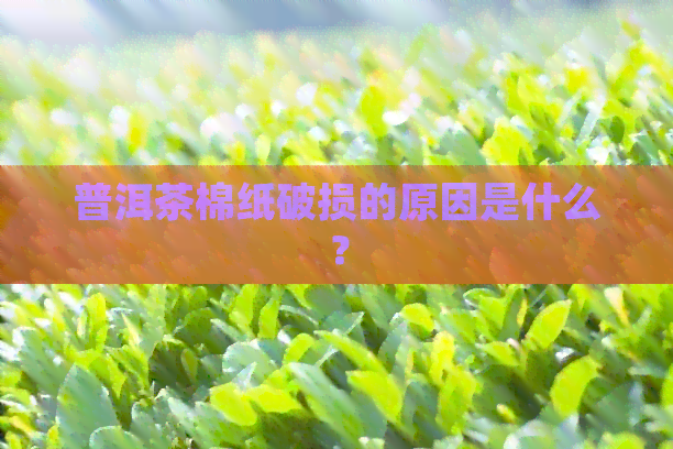 普洱茶棉纸破损的原因是什么？