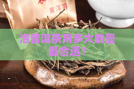 泡普洱茶用多大的壶最合适？