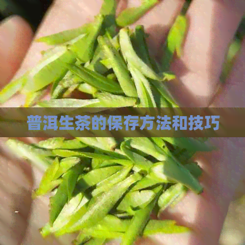 普洱生茶的保存方法和技巧