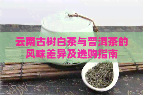 云南古树白茶与普洱茶的风味差异及选购指南