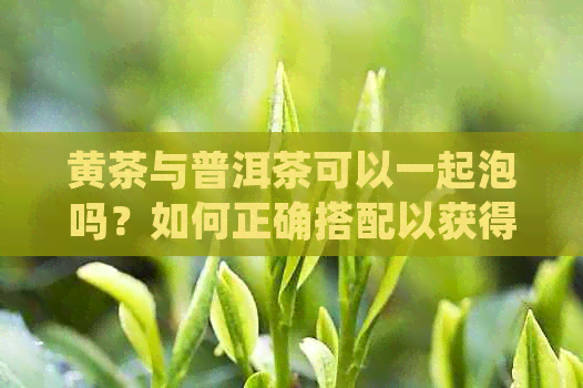 黄茶与普洱茶可以一起泡吗？如何正确搭配以获得口感？