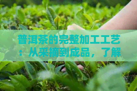 普洱茶的完整加工工艺：从采摘到成品，了解每一个环节