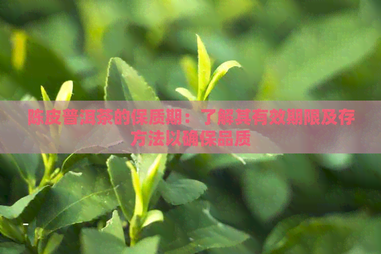 陈皮普洱茶的保质期：了解其有效期限及存方法以确保品质