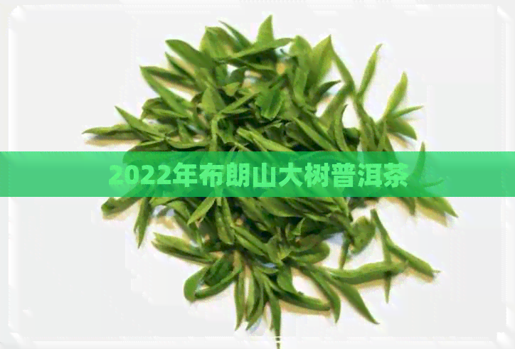 2022年布朗山大树普洱茶