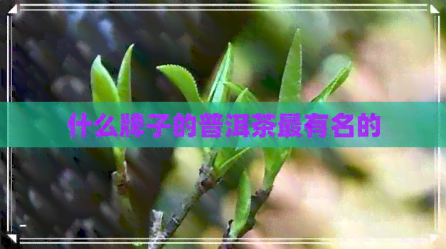 什么牌子的普洱茶最有名的