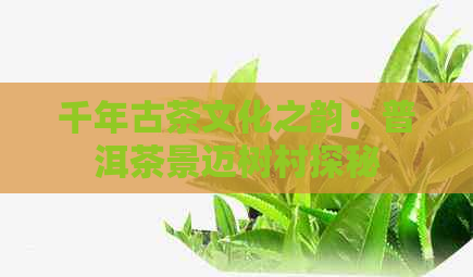 千年古茶文化之韵：普洱茶景迈树村探秘