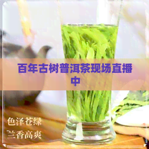 百年古树普洱茶现场直播中