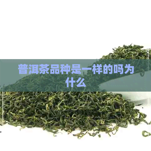 普洱茶品种是一样的吗为什么