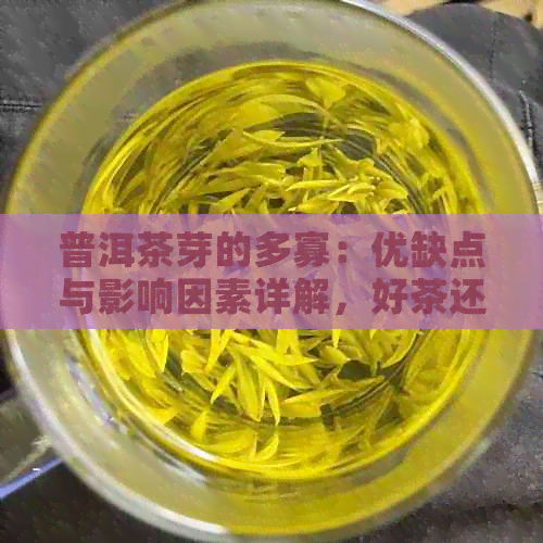 普洱茶芽的多寡：优缺点与影响因素详解，好茶还需理性选择