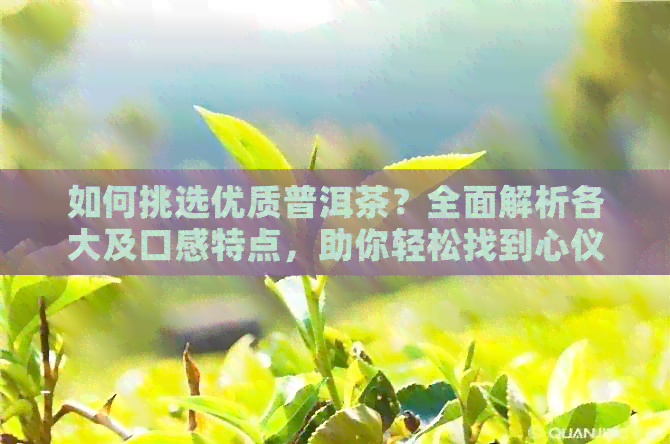 如何挑选优质普洱茶？全面解析各大及口感特点，助你轻松找到心仪好茶