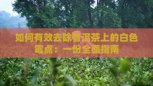 如何有效去除普洱茶上的白色霉点：一份全面指南