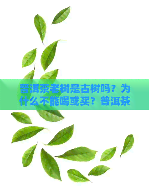 普洱茶老树是古树吗？为什么不能喝或买？普洱茶古树与老树的区别是什么？