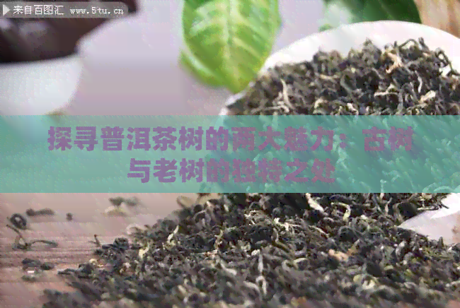 探寻普洱茶树的两大魅力：古树与老树的独特之处