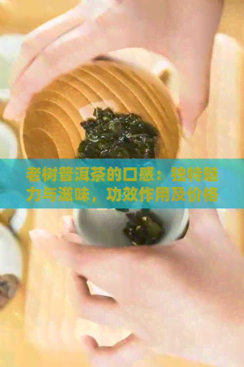 老树普洱茶的口感：独特魅力与滋味，功效作用及价格解析