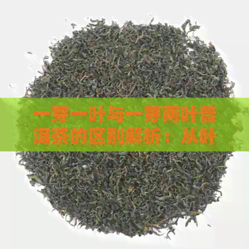 一芽一叶与一芽两叶普洱茶的区别解析：从叶片形态、色、口感等方面比较