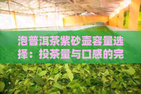 泡普洱茶紫砂壶容量选择：投茶量与口感的完美平