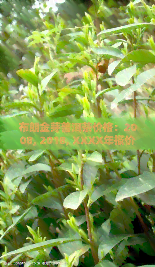 布朗金芽普洱茶价格：2008, 2018, XXXX年报价比较