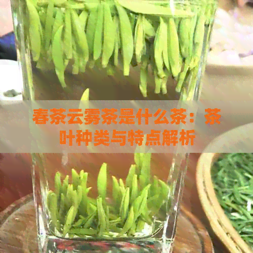 春茶云雾茶是什么茶：茶叶种类与特点解析