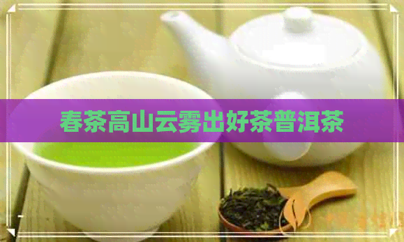 春茶高山云雾出好茶普洱茶