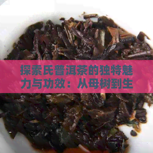 探索氏普洱茶的独特魅力与功效：从母树到生茶的全方位解析