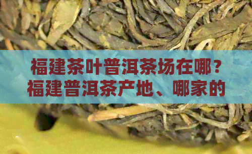 福建茶叶普洱茶场在哪？福建普洱茶产地、哪家的茶好等信息全解析