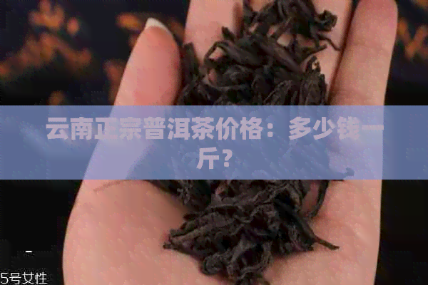 云南正宗普洱茶价格：多少钱一斤？