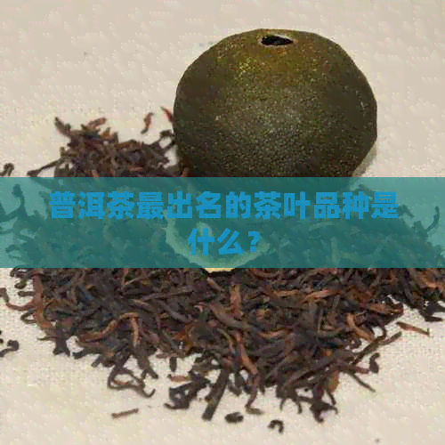 普洱茶最出名的茶叶品种是什么？